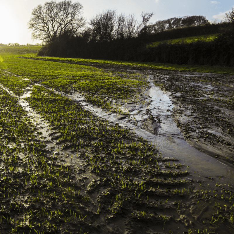 A flooded field on a gloomy day.